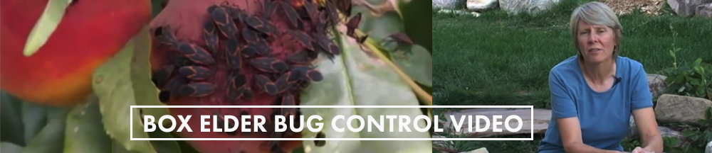 box elder bug control video